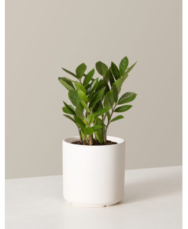 Jade dollar Plant