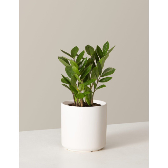Jade dollar Plant