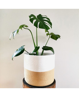 Monstera Plant