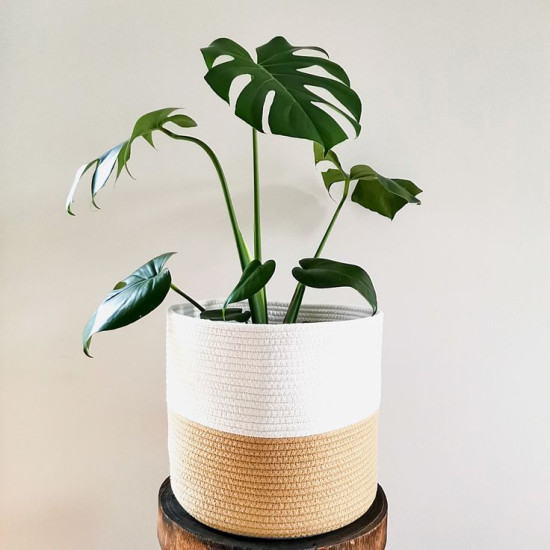 Monstera Plant