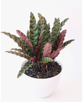 Plant +Free  Pot - Small