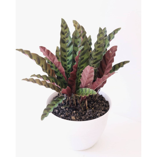 Plant +Free  Pot - Small