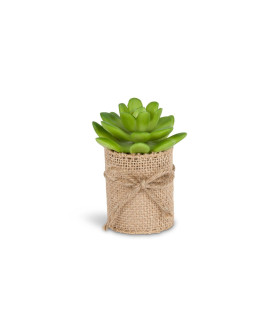 Mini Succulent