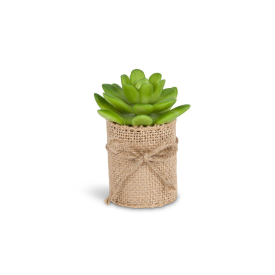 Mini Succulent