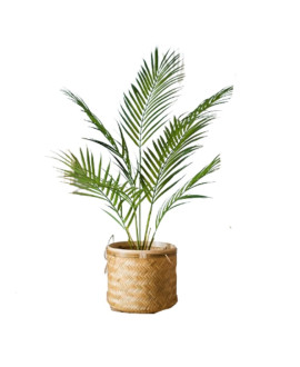 Palm In A Pot 