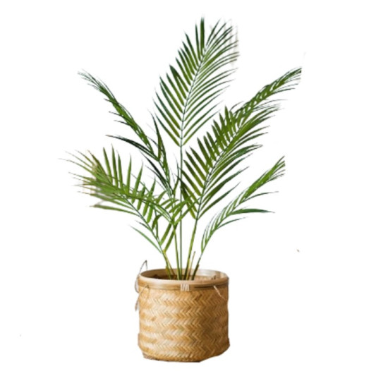 Palm In A Pot 