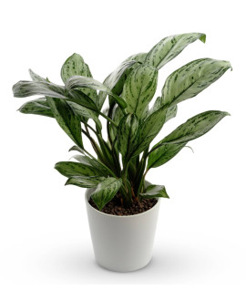 Elegant Evergreens 
