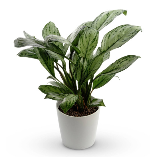 Elegant Evergreens 