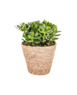 Exotic Succulent 