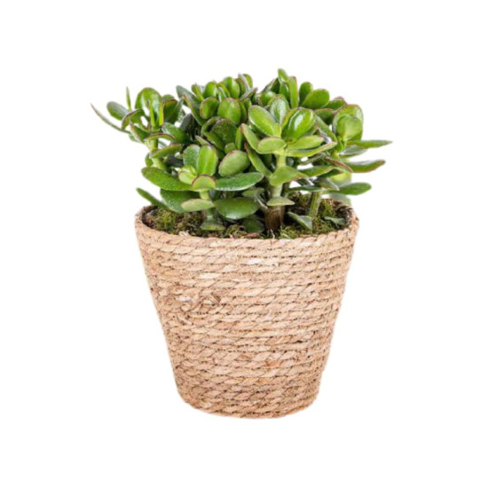 Exotic Succulent 