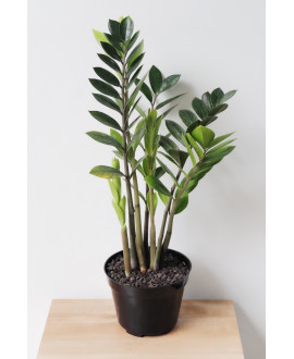 The Chinese Dollar Plant 