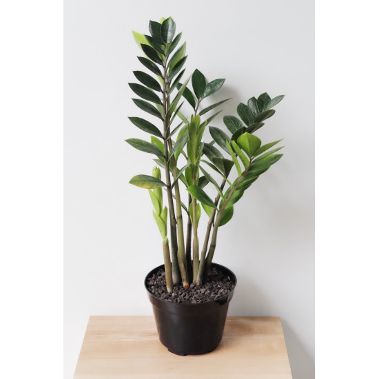 The Chinese Dollar Plant 