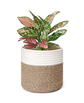 Mini Aglaonema In A Woven Basket