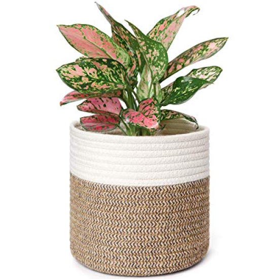Mini Aglaonema In A Woven Basket