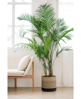 Large Palm In A Pot 