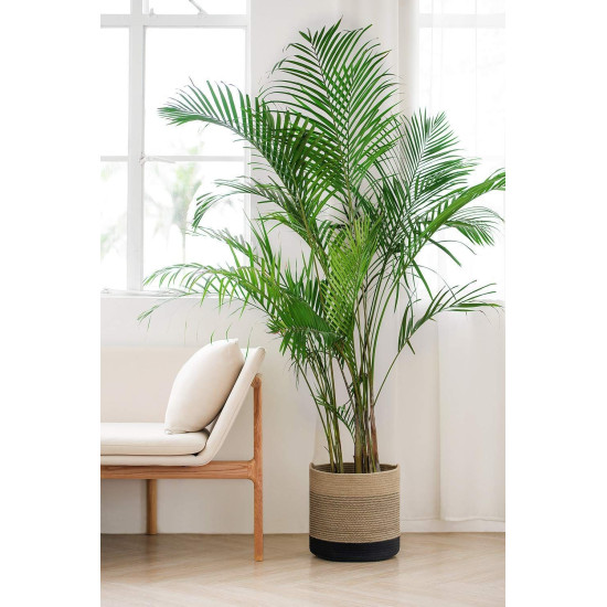 Large Palm In A Pot 