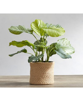 Monstera Ornamental  Plant 