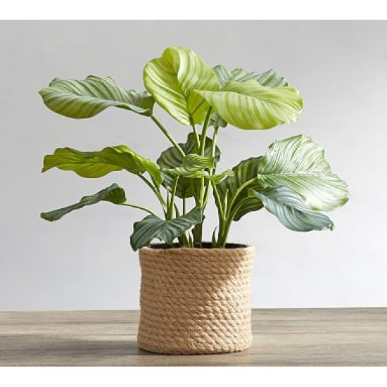 Monstera Ornamental  Plant 