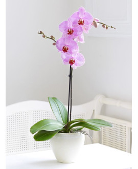 Exotic Orchid In A Pot 