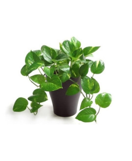 Money Plant In A Pot