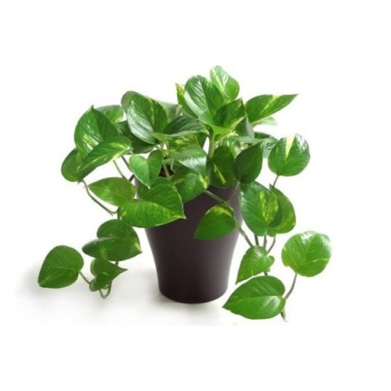 Money Plant In A Pot