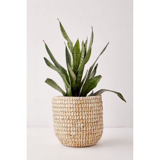 Sansvieria Plant 