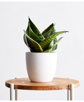 Mini Dracaena