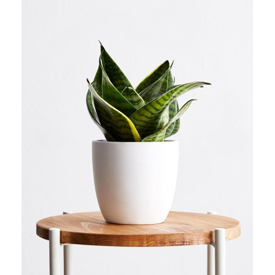 Mini Dracaena