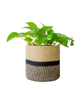 The Green Ivy  Plant 