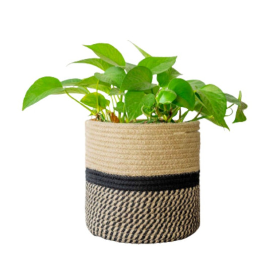 The Green Ivy  Plant 