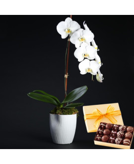 Luxurious Orchid In A Pot