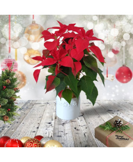 Poinsettia Ceramic Pot