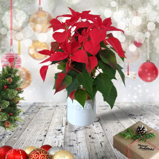 Poinsettia Ceramic Pot