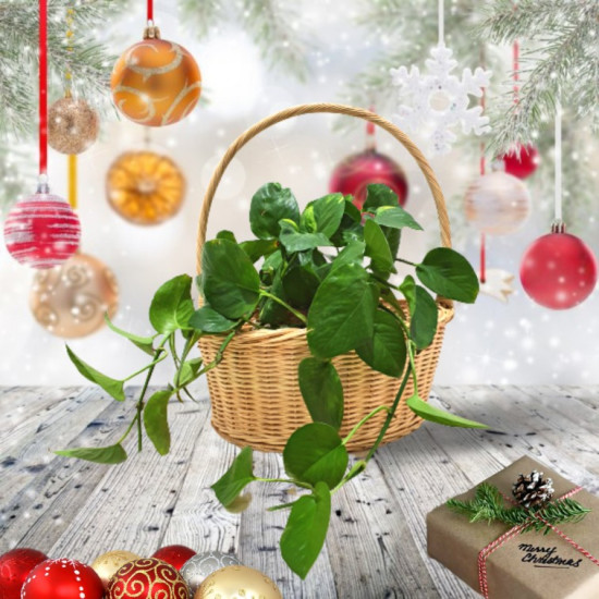 Gift A Green Hamper 
