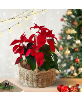 Poinsettia Wicket Hamper 