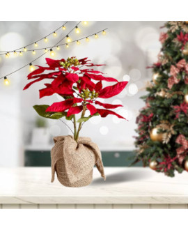 Poinsettia Large