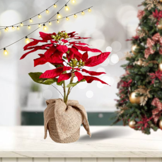 Poinsettia Large