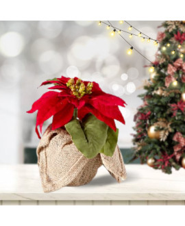 Poinsettia Small