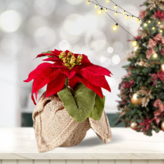 Poinsettia Small