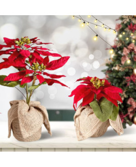 Poinsettia Hamper