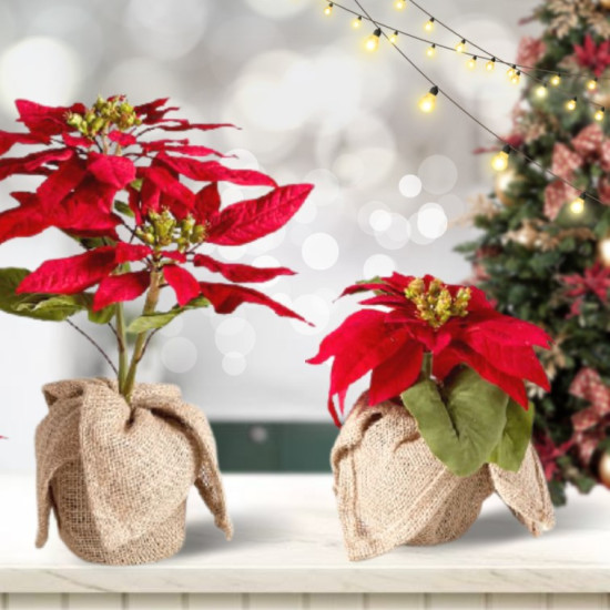 Poinsettia Hamper