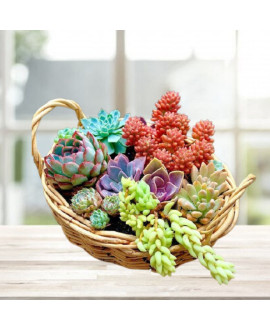 Succulent Basket